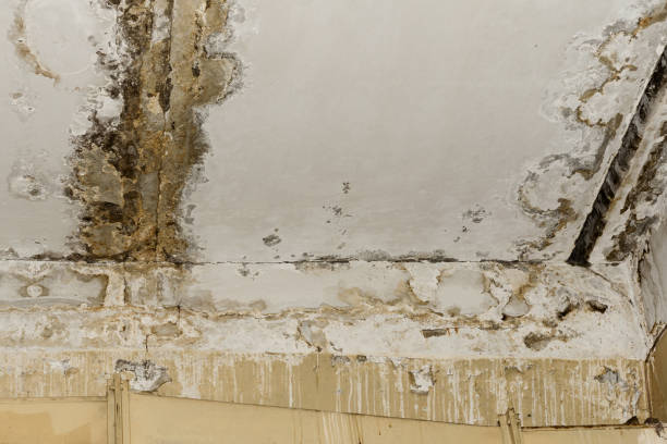 Best Indoor Air Quality Assessment  in Cortez, FL