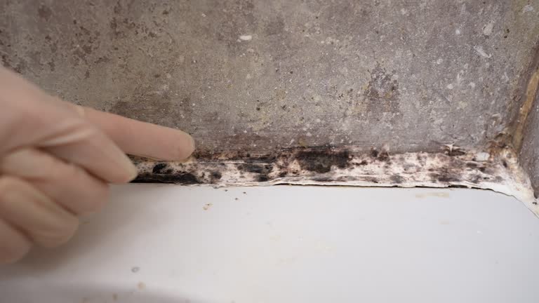 Best Mold Damage Restoration  in Cortez, FL