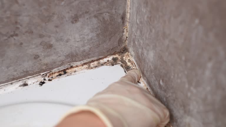 Cortez, FL Mold Removal Company