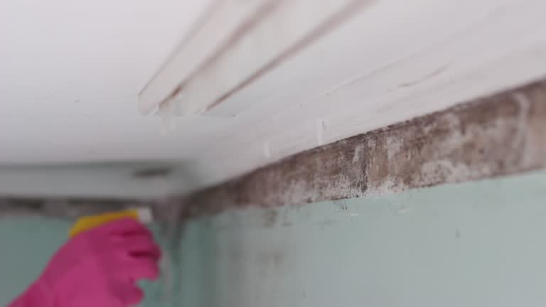 Best Asbestos and Lead Testing During Mold Inspection  in Cortez, FL